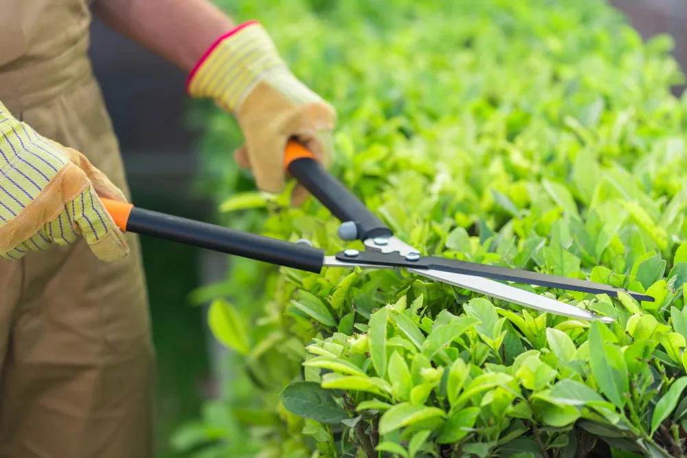  Garden Maintenance 
