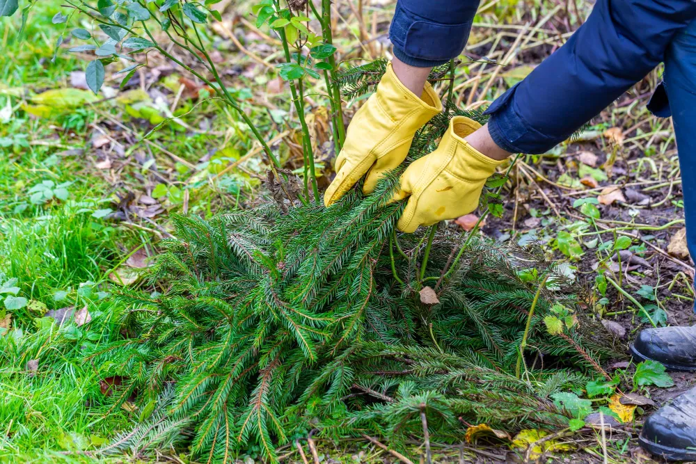 Weed Removal Services