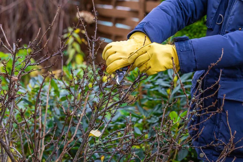 Weed Removal