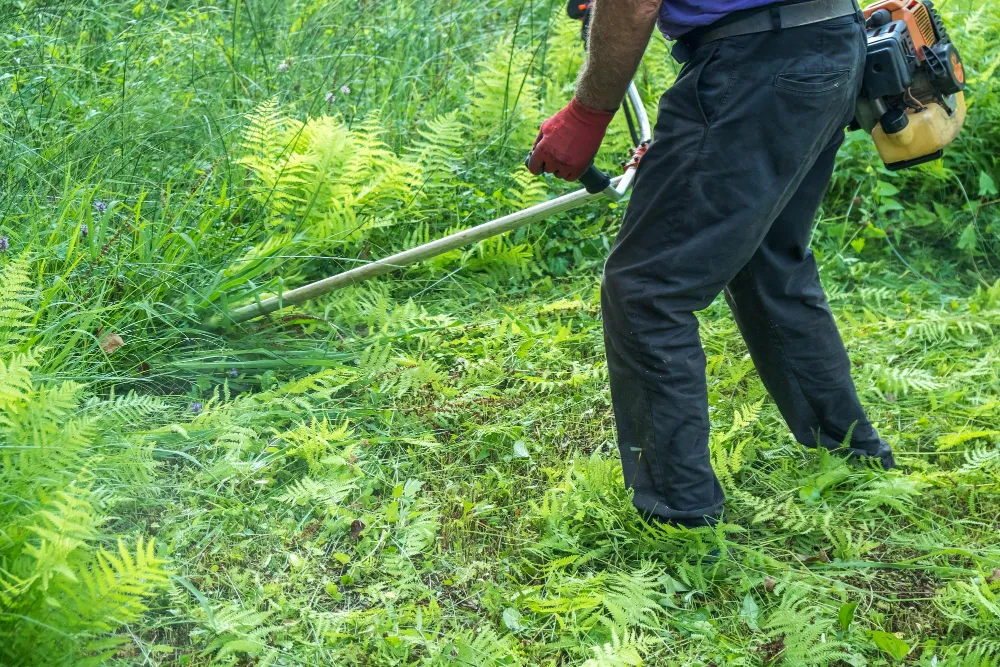 Weed Removal Services