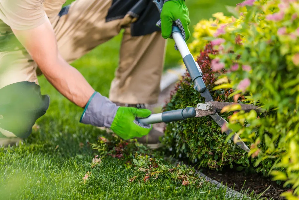 Garden Maintenance services