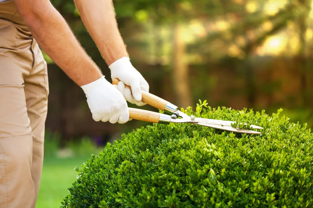 Garden Maintenance services