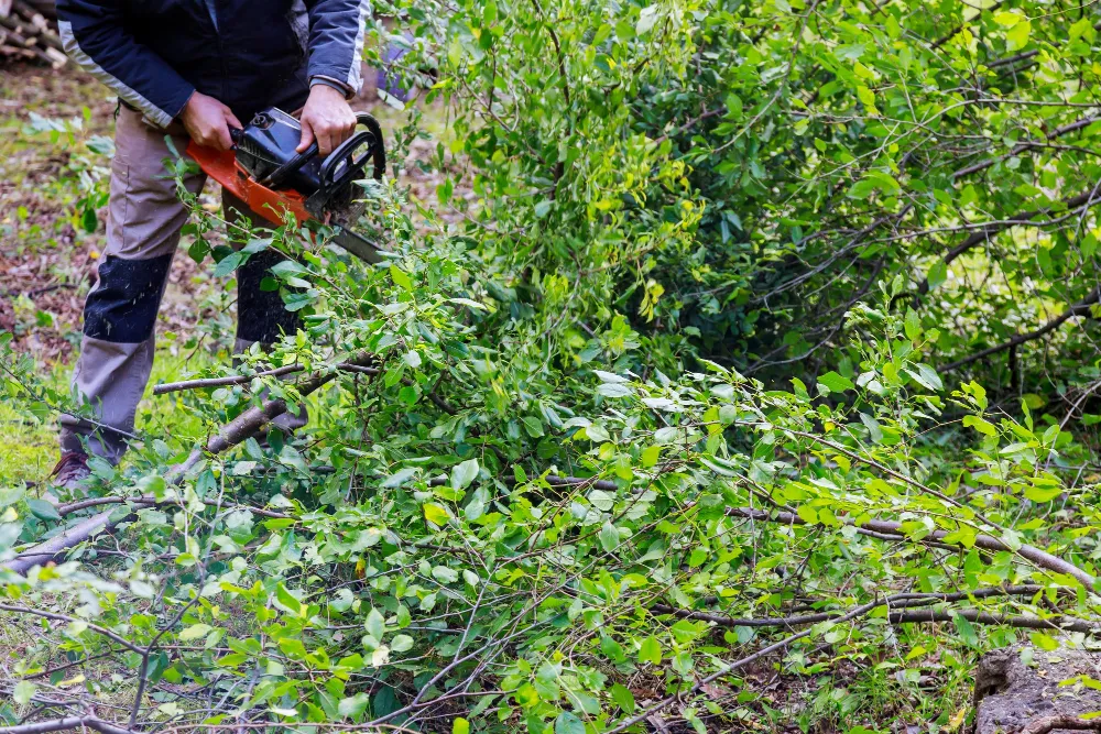 Weed Removal Services