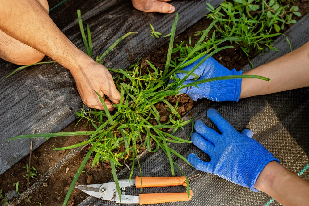 Weed Removal Services