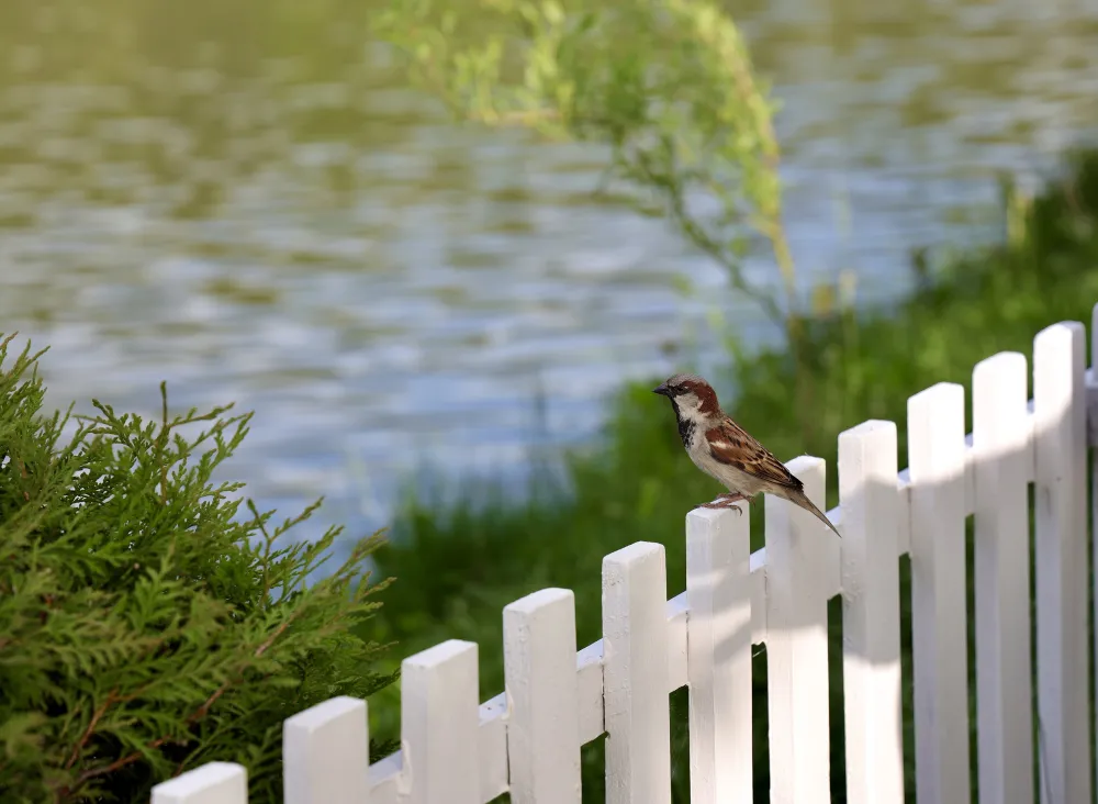 Fencing Contractors in Newport