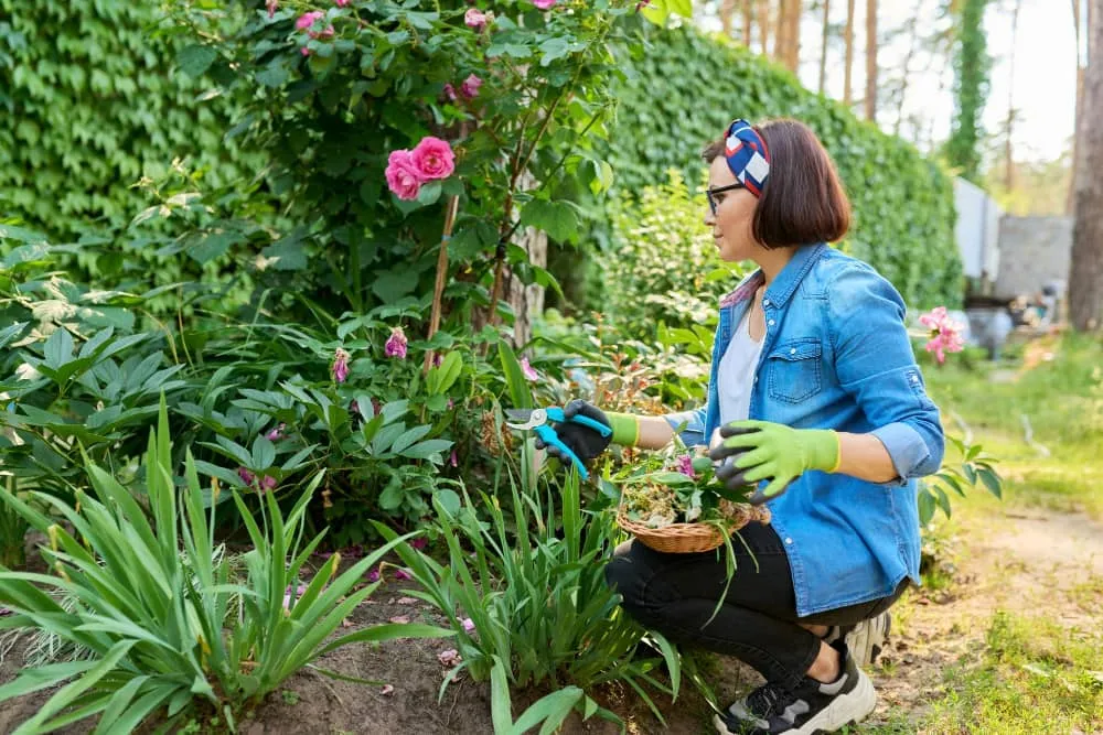 Gardening & Landscaping in Kew